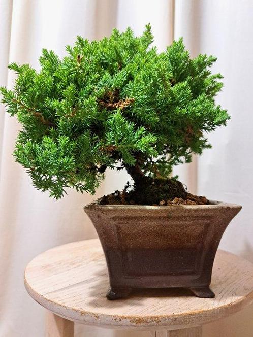 Bonsaï Genévrier (Juniperus) - Hauteur (arbre) : 18 cm -, Antiek en Kunst, Curiosa en Brocante