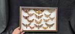 Palearctique Moths / Butterflies ex MOTSCH Collection (39x26, Antiek en Kunst