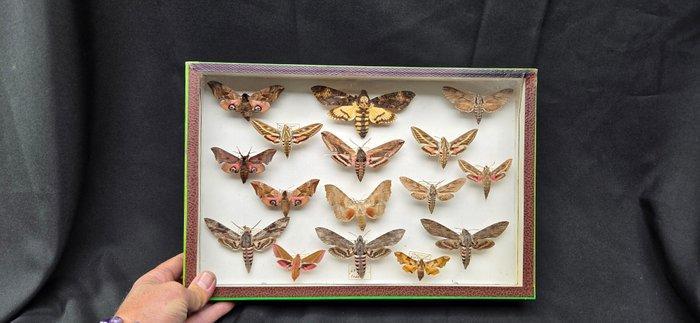 Palearctique Moths / Butterflies ex MOTSCH Collection (39x26, Antiek en Kunst, Curiosa en Brocante