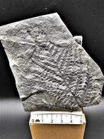 Fougère - Plante fossilisée - Alethopteris lonchitica