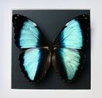 Papillon Support de corps entier pour taxidermie - Morpho