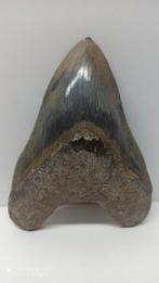 Grosse dent de mégalodon - 141×106×27 mm