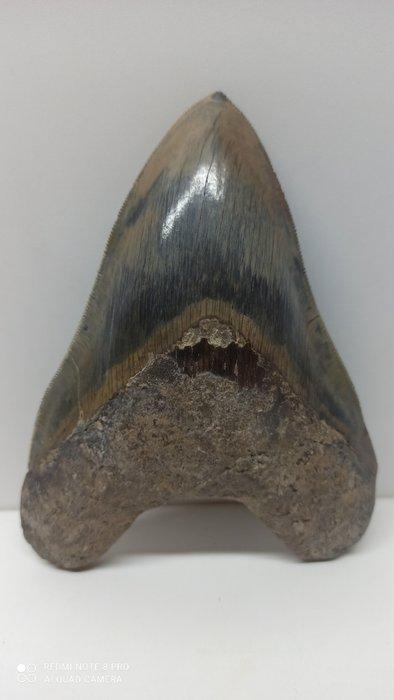 Grosse dent de mégalodon - 141×106×27 mm, Verzamelen, Mineralen en Fossielen