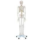 Anatomisch model, menselijk skelet 180cm ST-ATM-001