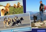 Anny.x honden-harnas-hondentuig speurtuig stevig-duurzaam, Verzenden, Handgemaakt, Nieuw