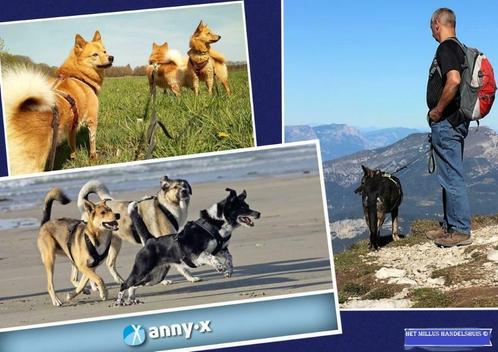 Anny.x honden-harnas-hondentuig speurtuig stevig-duurzaam, Animaux & Accessoires, Colliers & Médailles pour chiens, Envoi