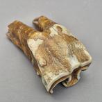 Rhinocéros laineux - Molaire fossile - Coelodonta, Collections