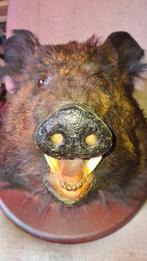 Cochon sauvage Support mural pour taxidermie - Sus Scrofa -, Nieuw