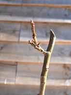 liquidambar bonsai - Hoogte (boom): 25 cm - Diepte (boom):