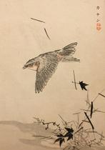 Een vliegende cassin koningstiran vogel() - Kono Bairei