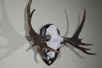 Large Northern Elk/Moose Schedel - Alces alces - 70 cm - 38, Verzamelen, Nieuw