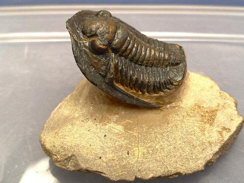 Trilobiet - Gefossiliseerd dier - Cornuproetus  cornutus -, Verzamelen, Mineralen en Fossielen