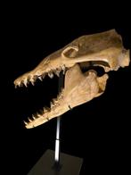 Basilosauro - Fossiele schedel - Pezzo Unico - 168 cm - 80