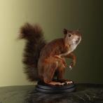 Rode Eekhoorn Taxidermie Opgezette Dieren By Max, Ophalen of Verzenden, Nieuw, Wild dier, Opgezet dier