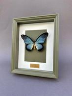 Vlinder Taxidermie volledige montage - Papilio Zalmoxis - 28