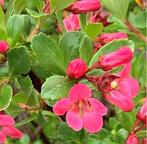 Escallonia Dart Rosy Red Zabluda bonsai - Hoogte (boom): 19