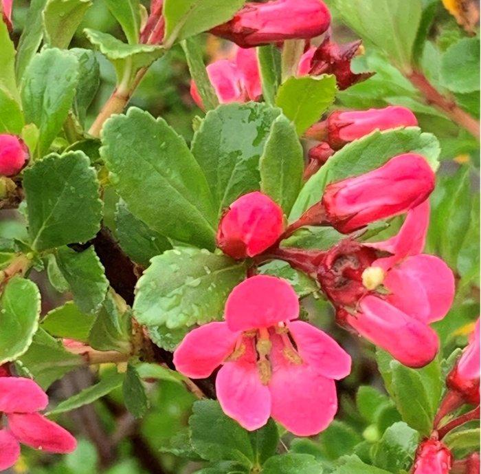 Escallonia Dart Rosy Red Zabluda bonsai - Hoogte (boom): 19, Antiek en Kunst, Curiosa en Brocante