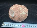 Dinosaurus - Fossiele matrix - Hadrosaurus or, Verzamelen