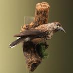 Notenkraker Taxidermie Opgezette Dieren By Max, Verzamelen, Dierenverzamelingen, Ophalen of Verzenden, Nieuw, Vogel, Opgezet dier