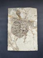 Natuurlijk Kostbaar Grote Schildpad - Gefossiliseerd dier -