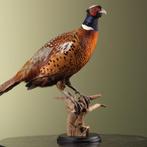 Fazant Taxidermie Opgezette Dieren By Max, Ophalen of Verzenden, Nieuw, Vogel, Opgezet dier