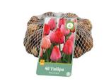 NIEUW - Tulipa Roze-Rood, Verzenden