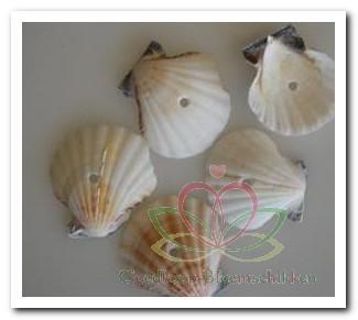 Pecten vexillum white geboord hole 4 mm / kg geboorde, Hobby en Vrije tijd, Knutselen, Nieuw