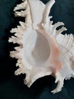 Conque Coquillage marin - Murex Ramosus (Sans prix de, Antiek en Kunst