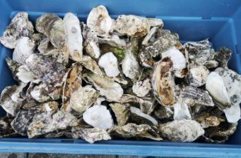 Oesterschelpen bol biologisch watercleaned 6 stuks +/- 10 cm beschikbaar voor biedingen