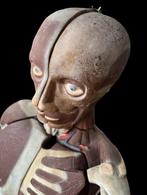 Anatomisch model - Hars - 1950-1960 - anatomisch model uit