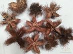 Wild chestnut Naturel 10 stuks, Nieuw