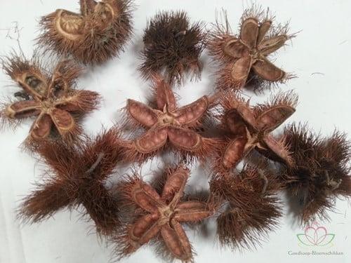 Wild chestnut Naturel 10 stuks, Huis en Inrichting, Woonaccessoires | Kunstplanten en Kunstbloemen, Nieuw