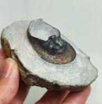 Gefossiliseerd dier - Linda Trilobite Harpes Perradiatus