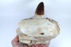 Mosasaurus - Gefossiliseerde kaak - Prognatodon curii -