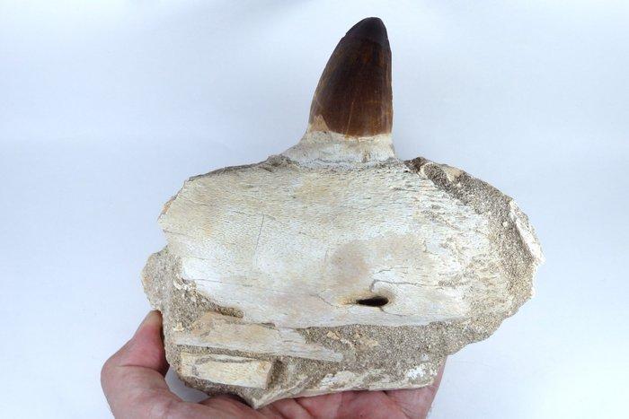 Mosasaurus - Gefossiliseerde kaak - Prognatodon curii -, Verzamelen, Mineralen en Fossielen