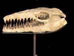 Zeereptiel - Fossiele schedel - Mosasaurus sp. - 67 cm - 67