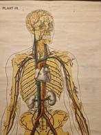 Prof Dr. J. A. J. Barge - G. B. van Goor zonens -