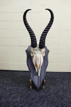 Springbok Crâne - Antidorcas marsupialis - 0 cm - 0 cm - 0, Nieuw