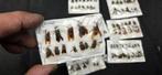 Entomological study layers of bees and wasps from Vietnam -, Nieuw