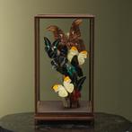 Vlinders in Vitrine Taxidermie Opgezette Dieren By Max, Verzamelen, Ophalen of Verzenden, Nieuw, Insect, Opgezet dier