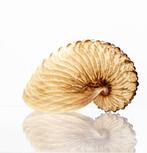 Slakkenhuis Argonauta hians - Een meesterwerk van de natuur