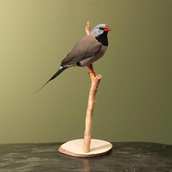 Spitsstaartamadine Taxidermie Opgezette Dieren By Max, Collections, Collections Animaux, Enlèvement ou Envoi