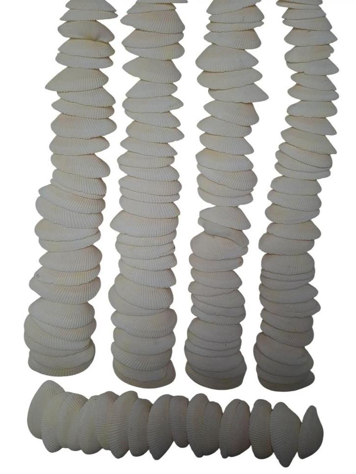 Dinh Ba Cockels Schelpen 3,5-4,5 cm 450 gram, Hobby & Loisirs créatifs, Bricolage