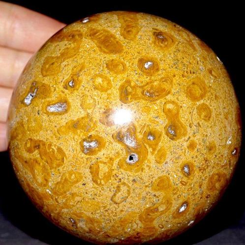 Grote fossiele koraalbollen - Trias - Fossiel fragment -, Verzamelen, Dierenverzamelingen