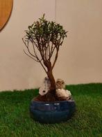 Syzygium - Hoogte (boom): 23 cm - Diepte (boom): 10 cm -