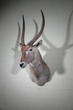 Waterbok Taxidermie wandmontage - Kobus ellipsiprymnus - 0, Verzamelen, Dierenverzamelingen, Nieuw