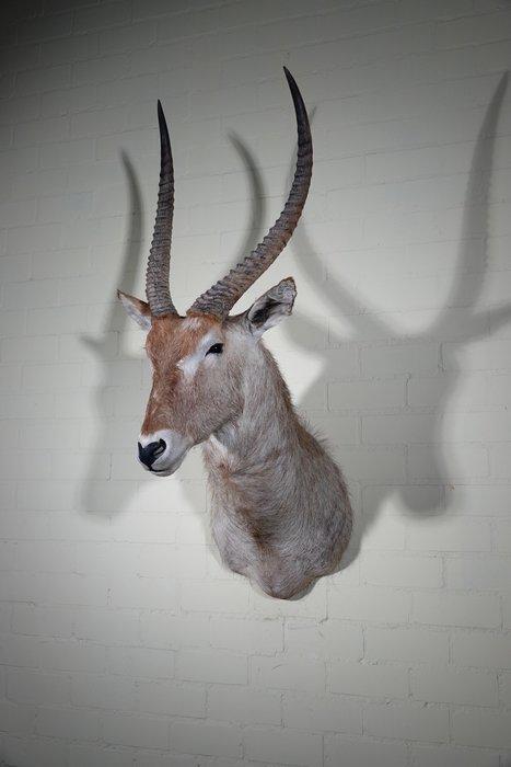 Waterbok Taxidermie wandmontage - Kobus ellipsiprymnus - 0, Verzamelen, Dierenverzamelingen