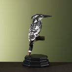 Bonte IJsvogel Taxidermie Opgezette Dieren By Max, Ophalen of Verzenden, Nieuw, Vogel, Opgezet dier