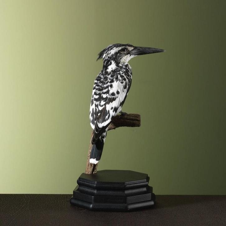Bonte IJsvogel Taxidermie Opgezette Dieren By Max, Verzamelen, Dierenverzamelingen, Opgezet dier, Nieuw, Vogel, Ophalen of Verzenden