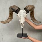 PAS DE PRIX DE RÉSERVE - C - Crâne de bélier blanc sculpté
